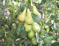 Pear 'Conference' – Pear - Dessert - bareroot tree