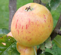 Apple 'Coul Blush'