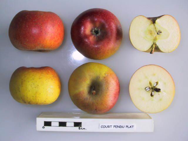 Apple 'Court Pendu Plat'