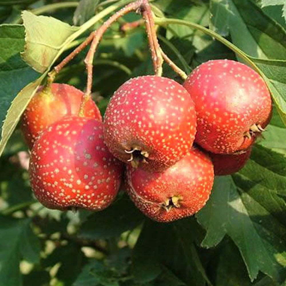 Crataegus 'Big Golden Star'