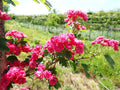 Crataegus 'Rosea Flore Pleno'