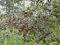 Crataegus schraderiana