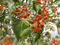 Crataegus phaenopyrum