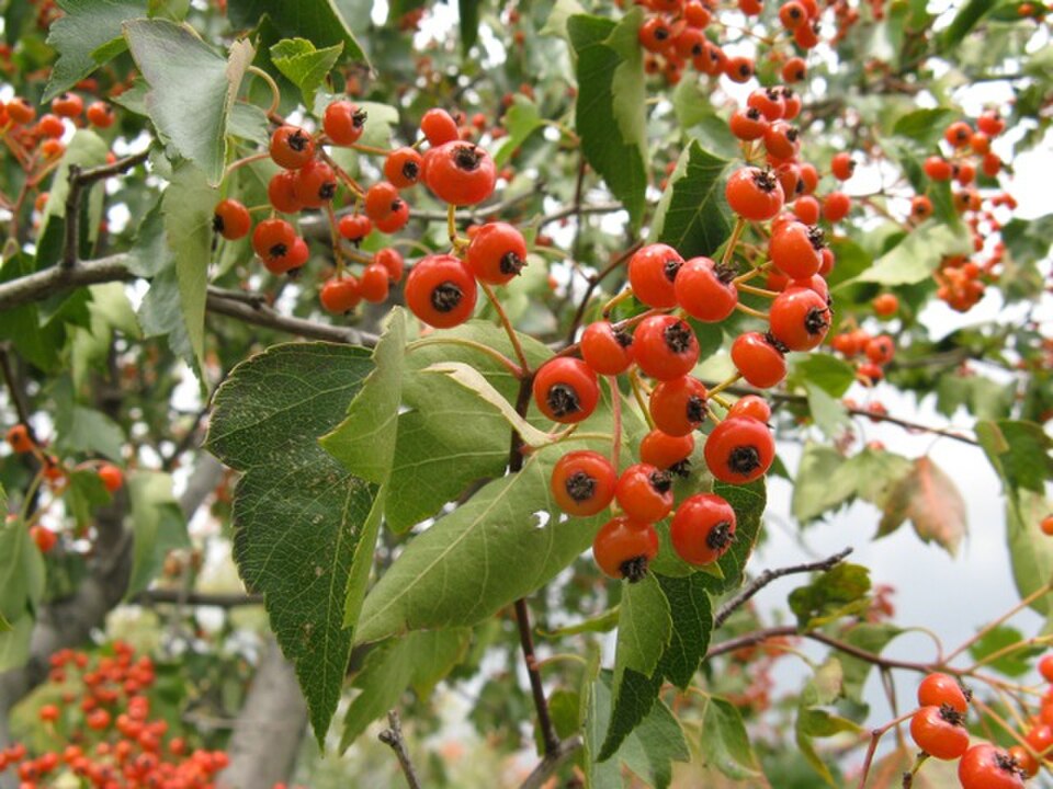 Crataegus phaenopyrum
