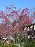Crataegus 'Winter King'