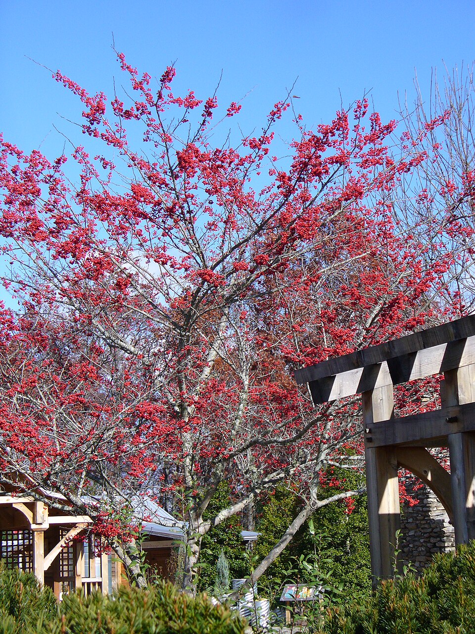 Crataegus 'Winter King'