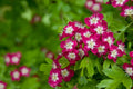 Crataegus 'Crimson Cloud' – bareroot tree