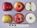 Apple 'Cutler Grieve'