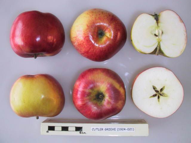 Apple 'Cutler Grieve'