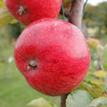 Cider Apple 'Dabinett'