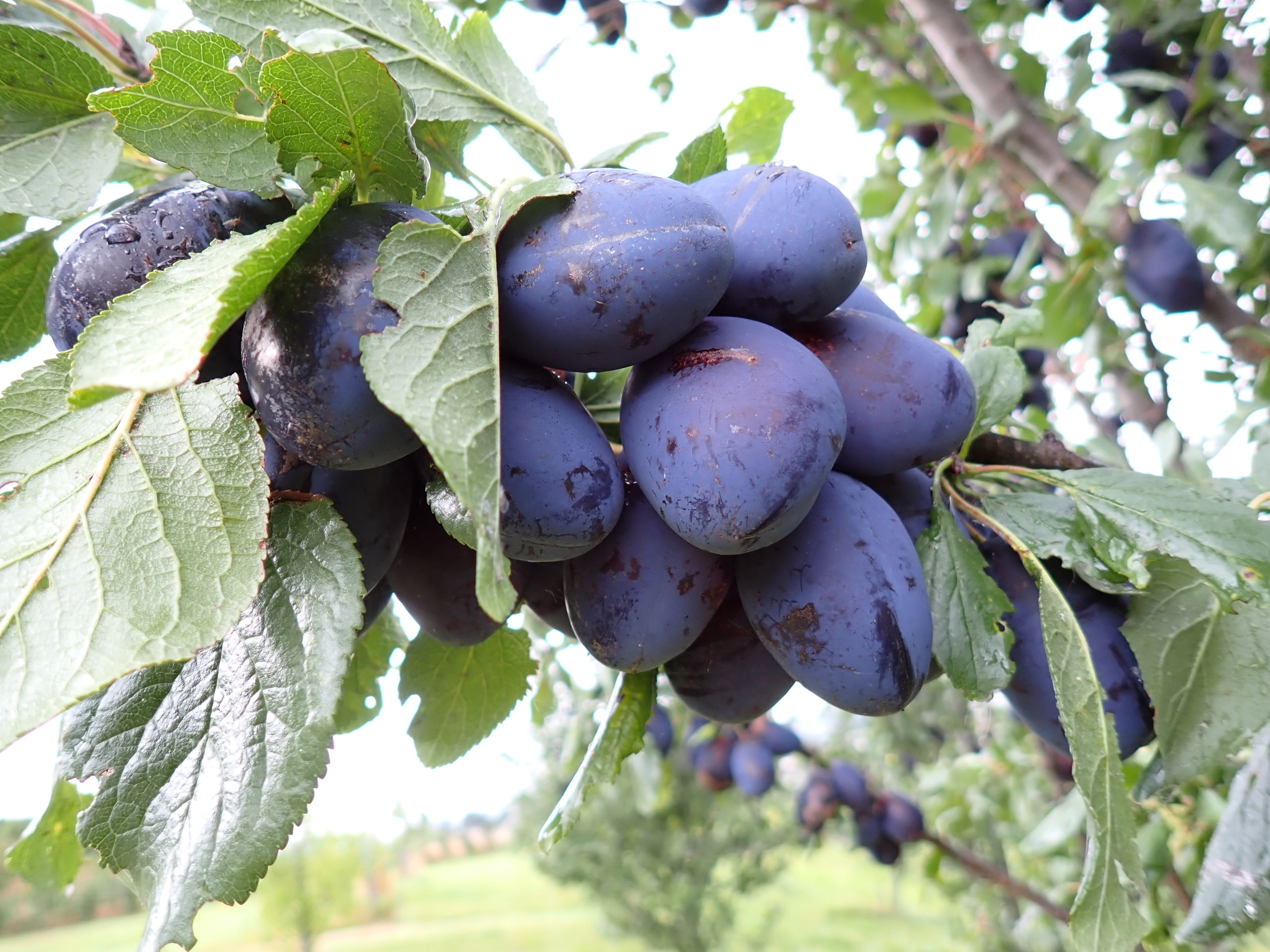 Damson 'Shropshire Prune'