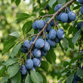 Damson 'King of the Damsons' – Damson - culinary - bareroot tree