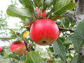 Apple 'Discovery'