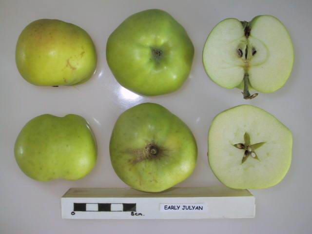 Apple 'Early Julyan'