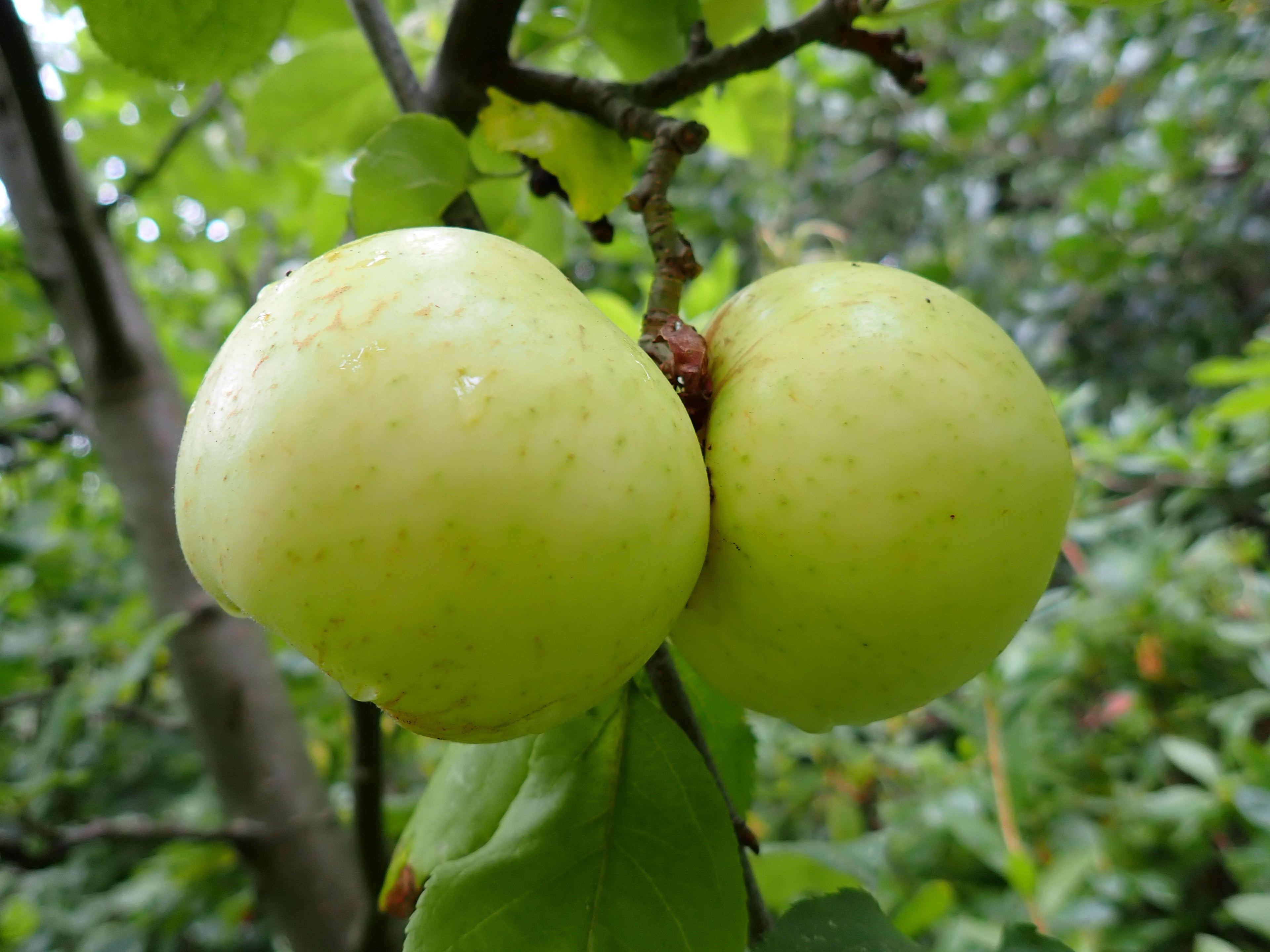 Apple 'East Lothian Pippin'