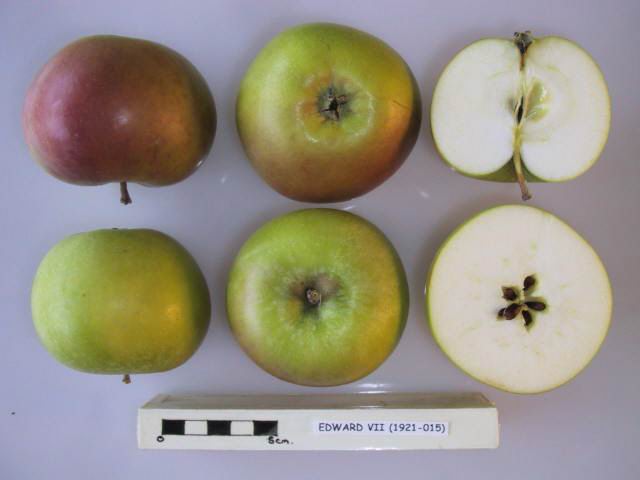 Apple 'Edward VII'