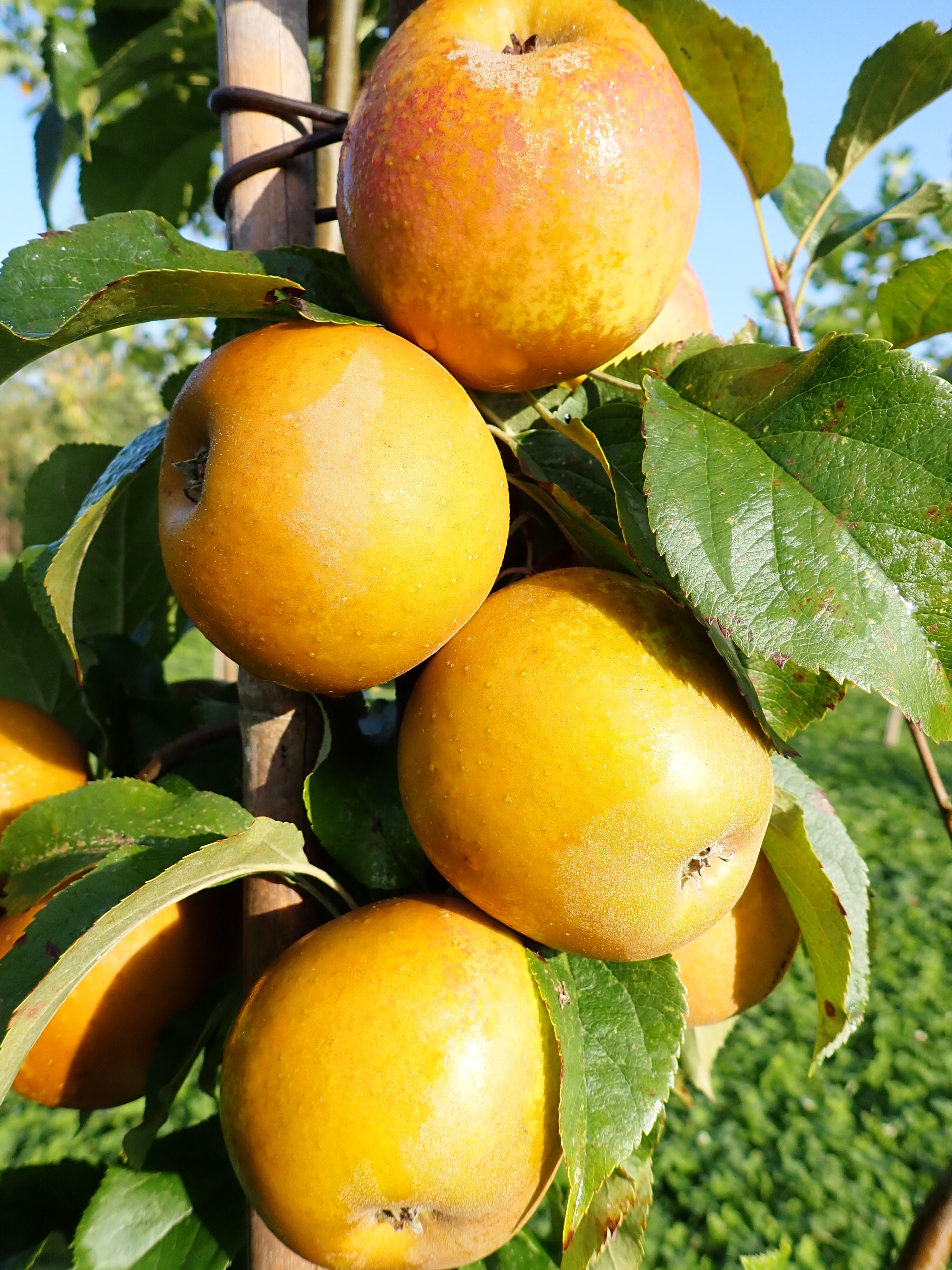 Apple 'Egremont Russet'