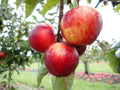 Apple 'Ellison's Orange'