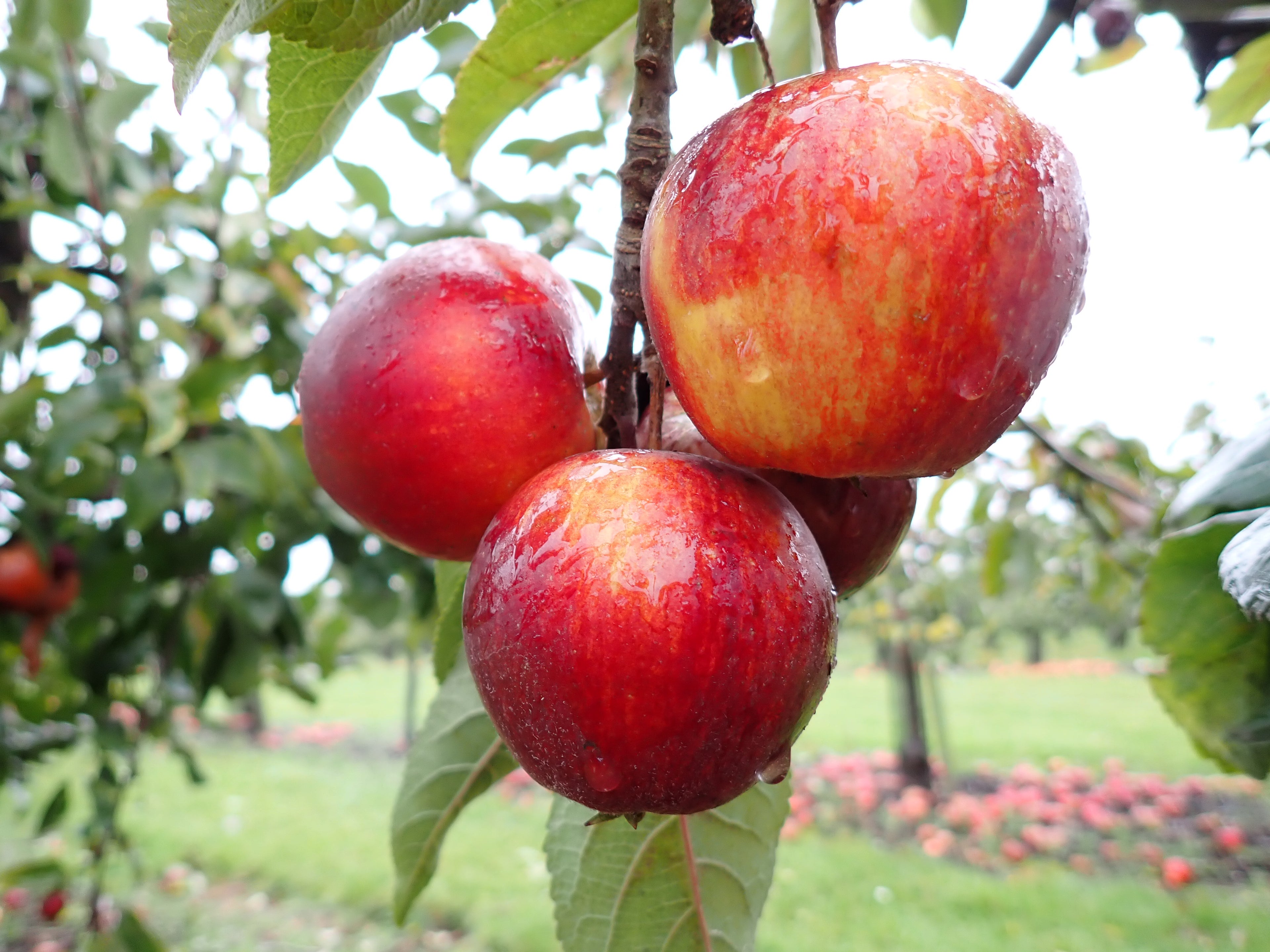 Apple 'Ellison's Orange'