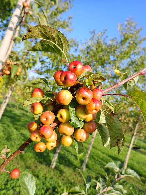 Malus 'Evereste'