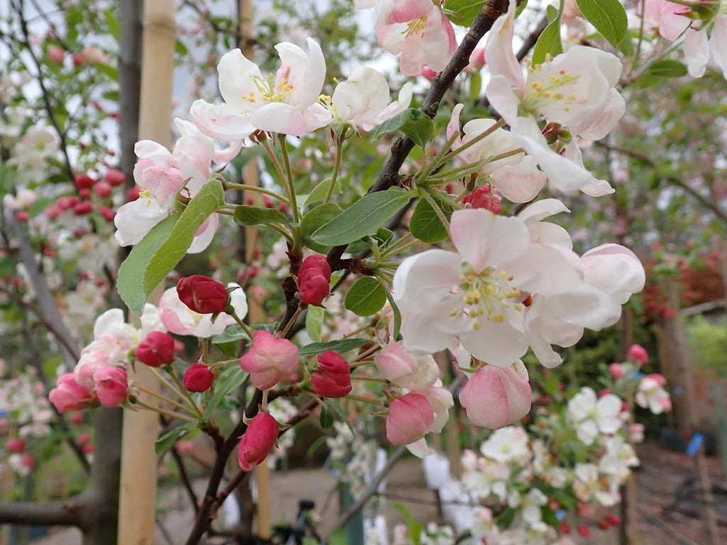 Malus 'Evereste'