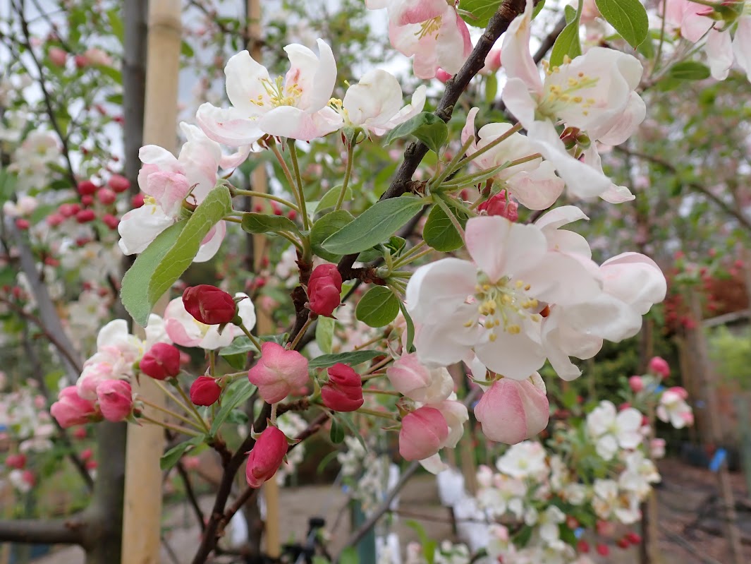 Malus 'Evereste'