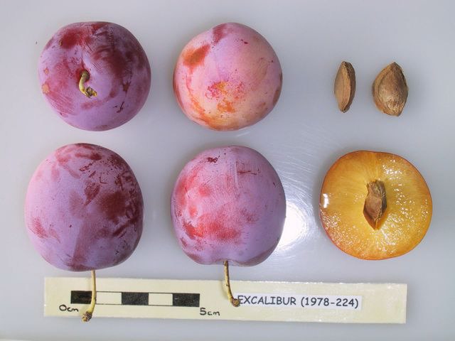 Plum 'Excalibur'