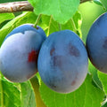 Damson 'Farleigh'