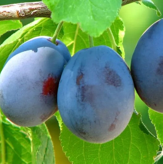 Damson 'Farleigh'