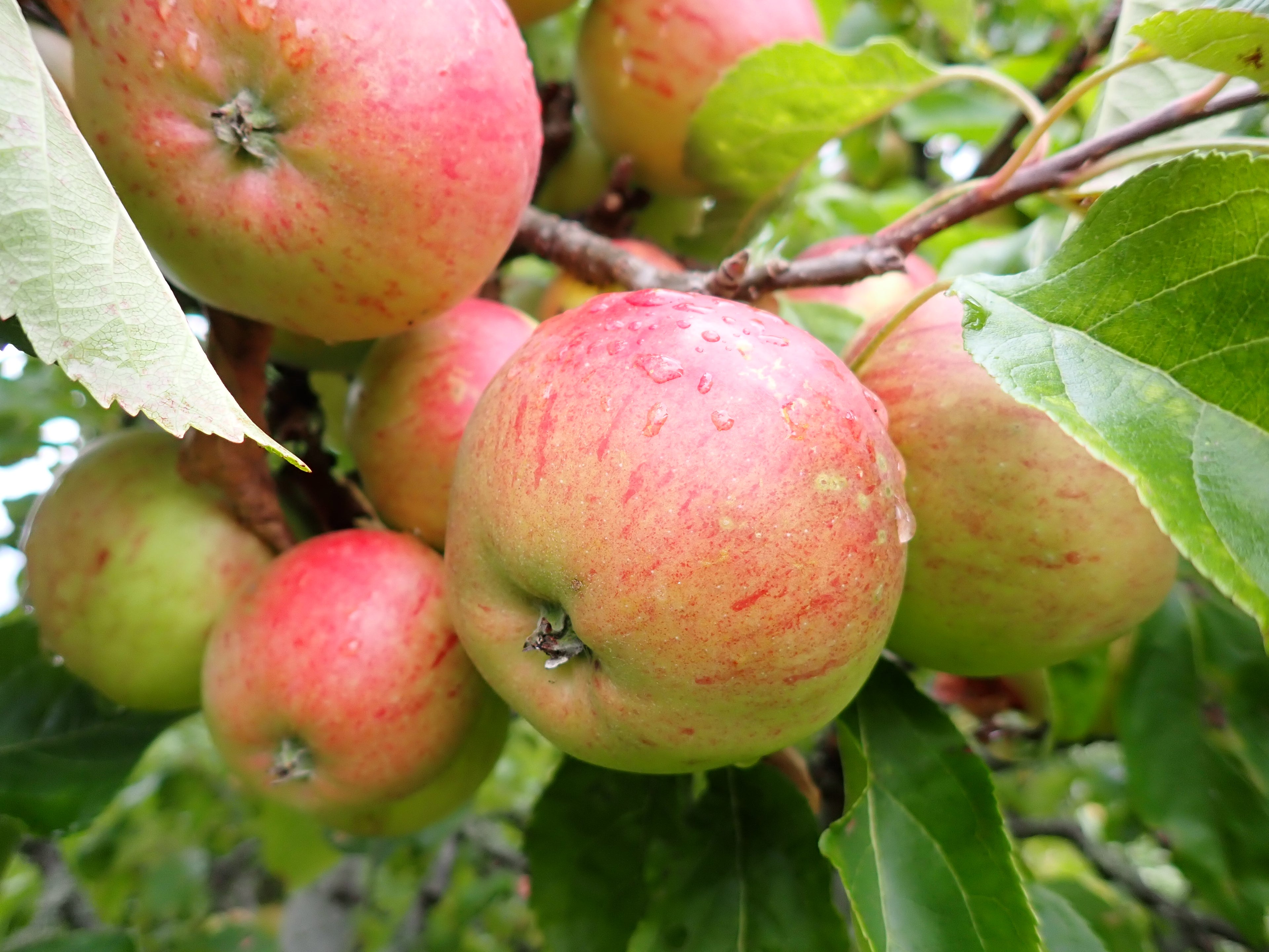 Apple 'Fiesta'