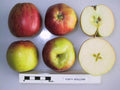 Apple 'Forty Shilling'
