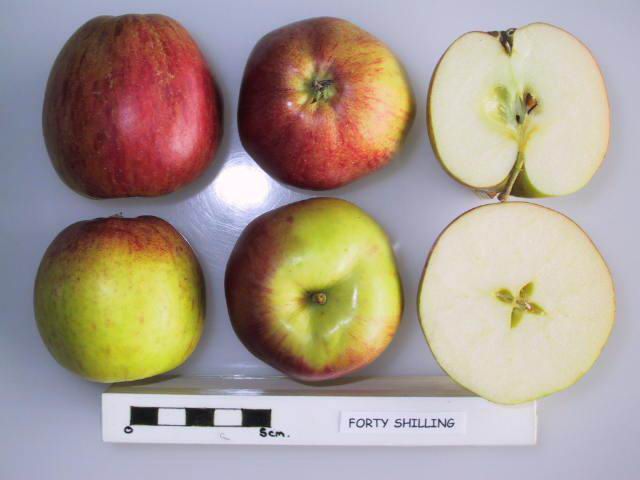 Apple 'Forty Shilling'