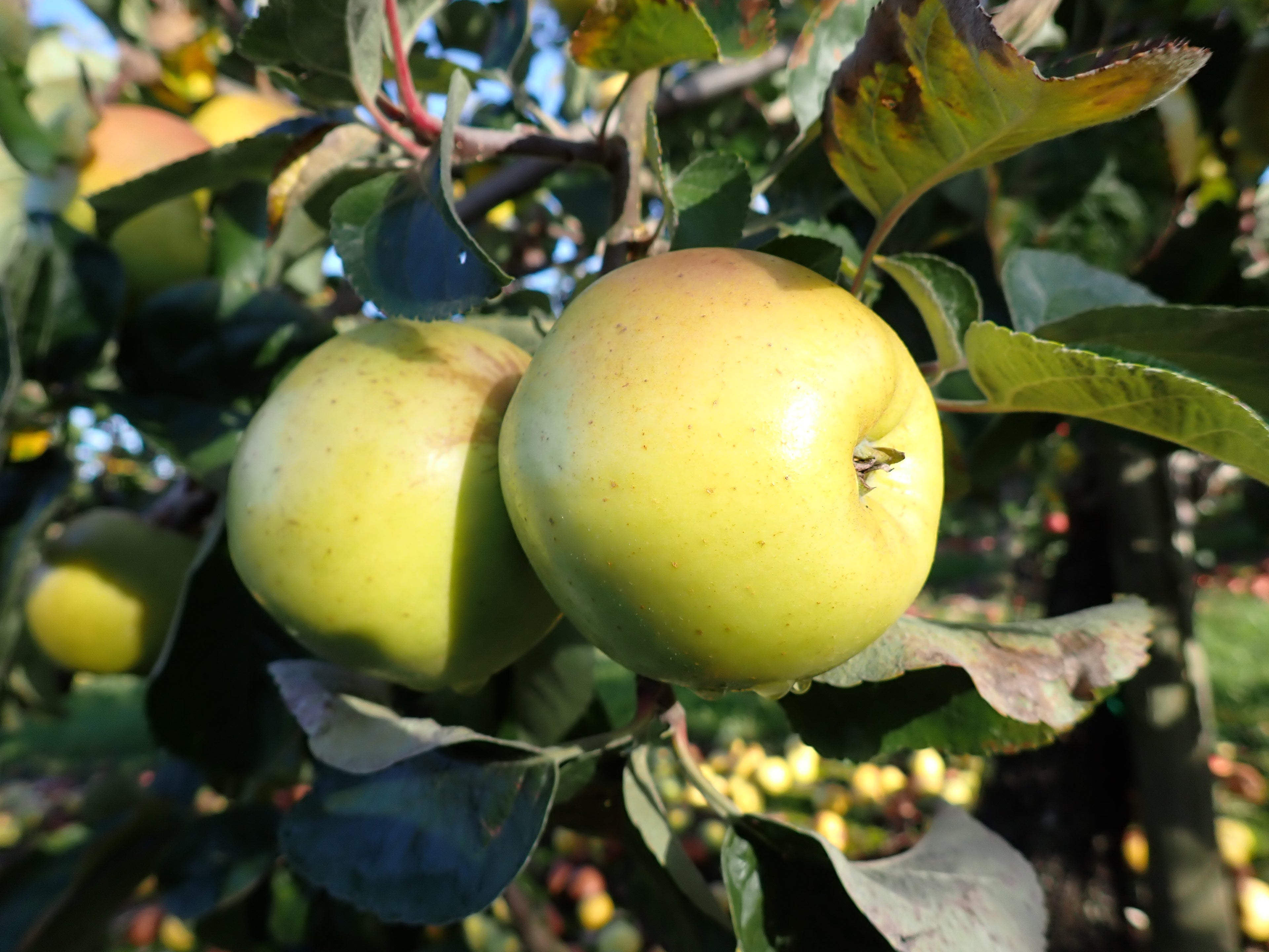 Apple 'Galloway Pippin'