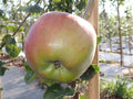 Apple 'Gascoyne's Scarlet'