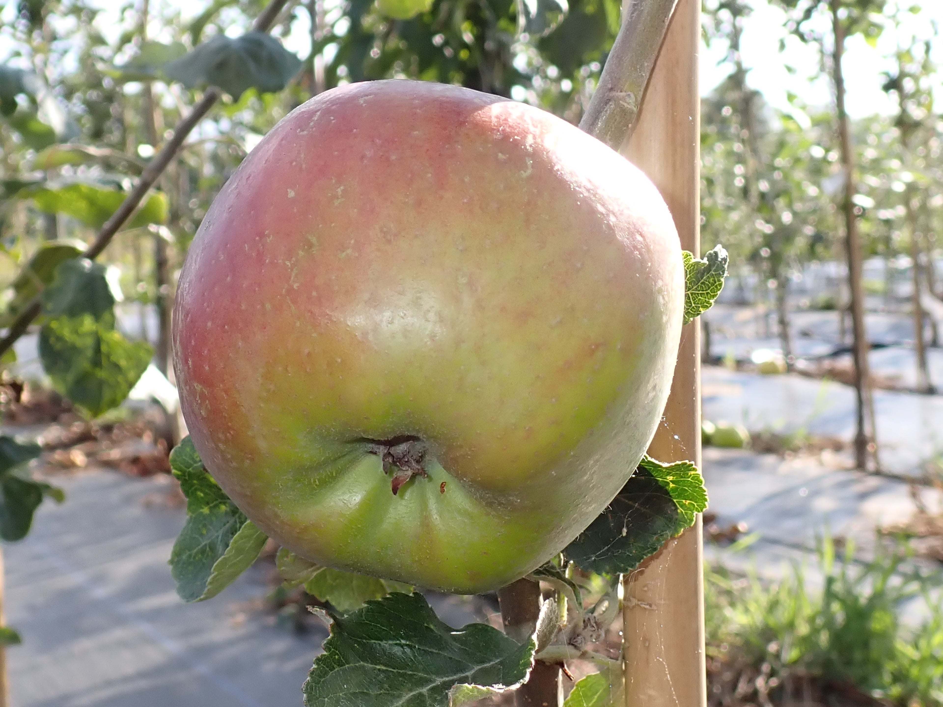 Apple 'Gascoyne's Scarlet'