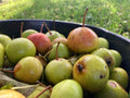 Perry Pear 'Gin'