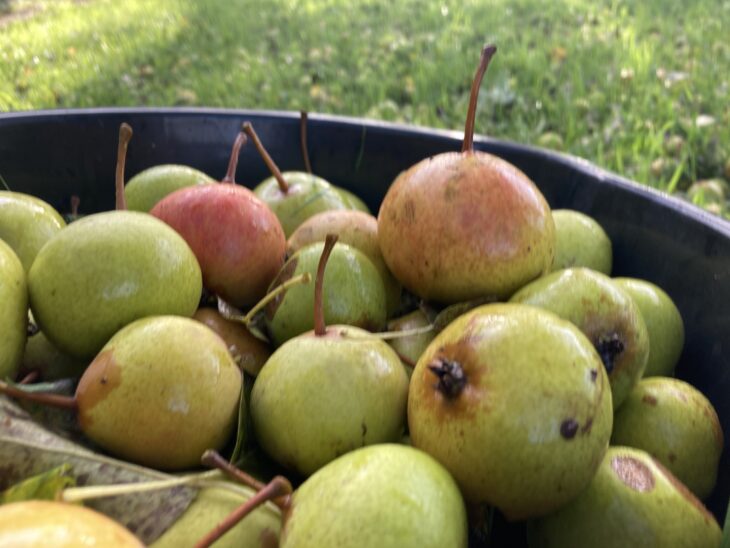 Perry Pear 'Gin'