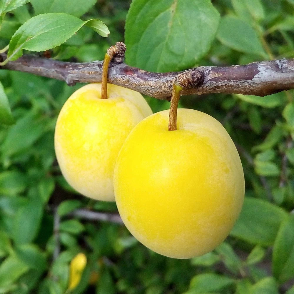 Mirabelle 'Golden Sphere'