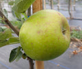 Apple 'Golden Pippin'