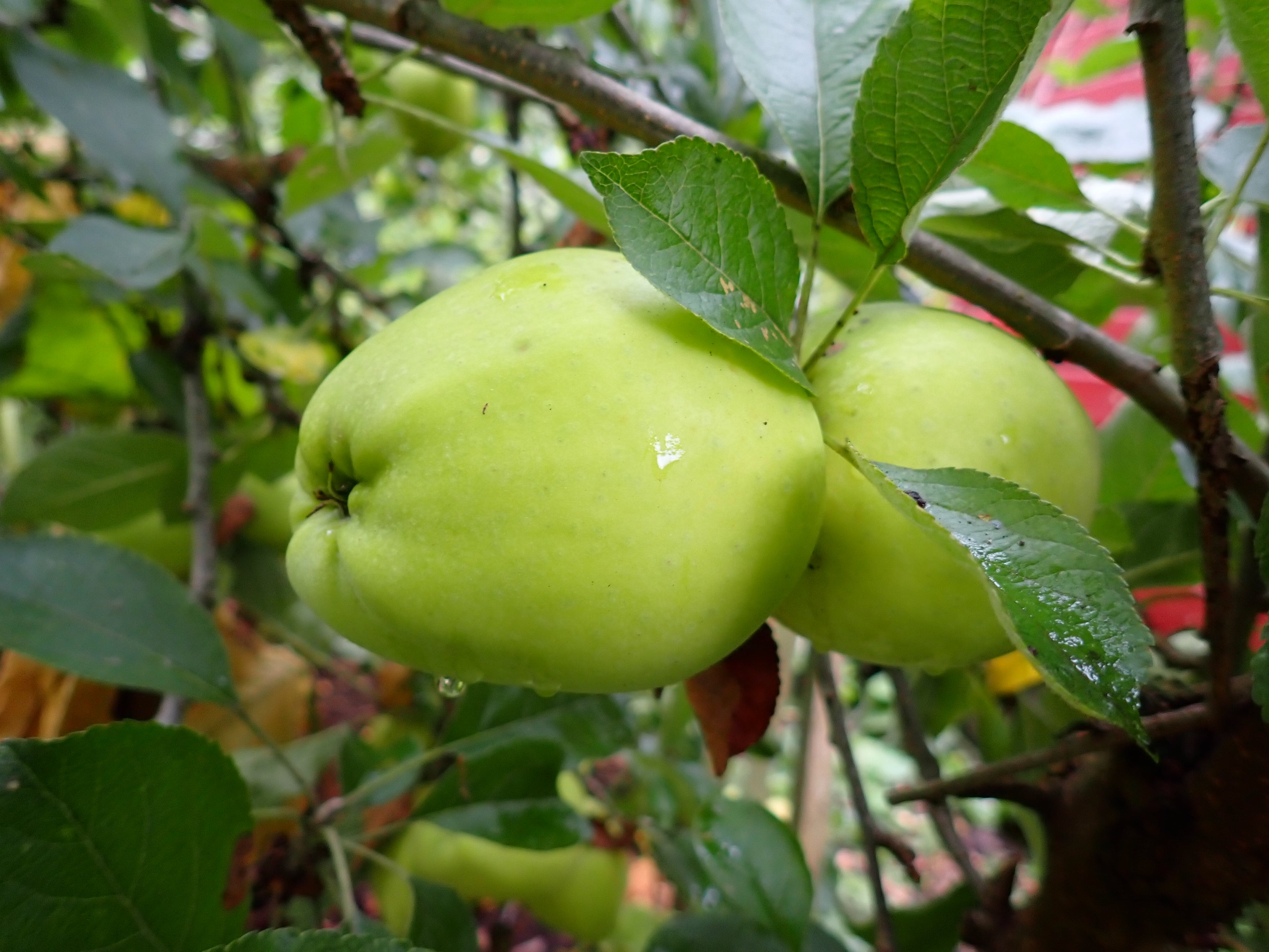 Apple 'Golden Spire'