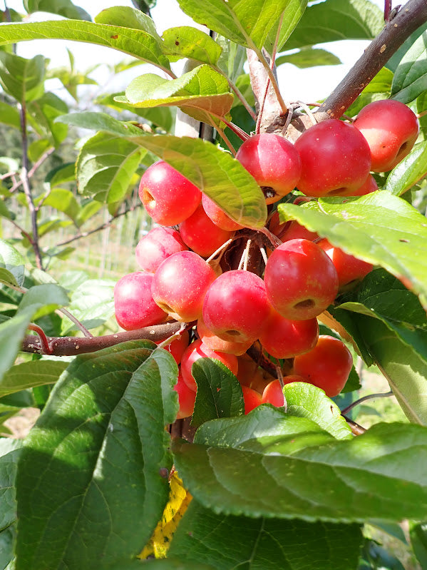 Malus 'Gorgeous'