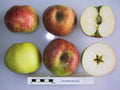 Apple 'Gravenstein'