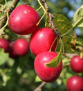Mirabelle 'Gypsy'