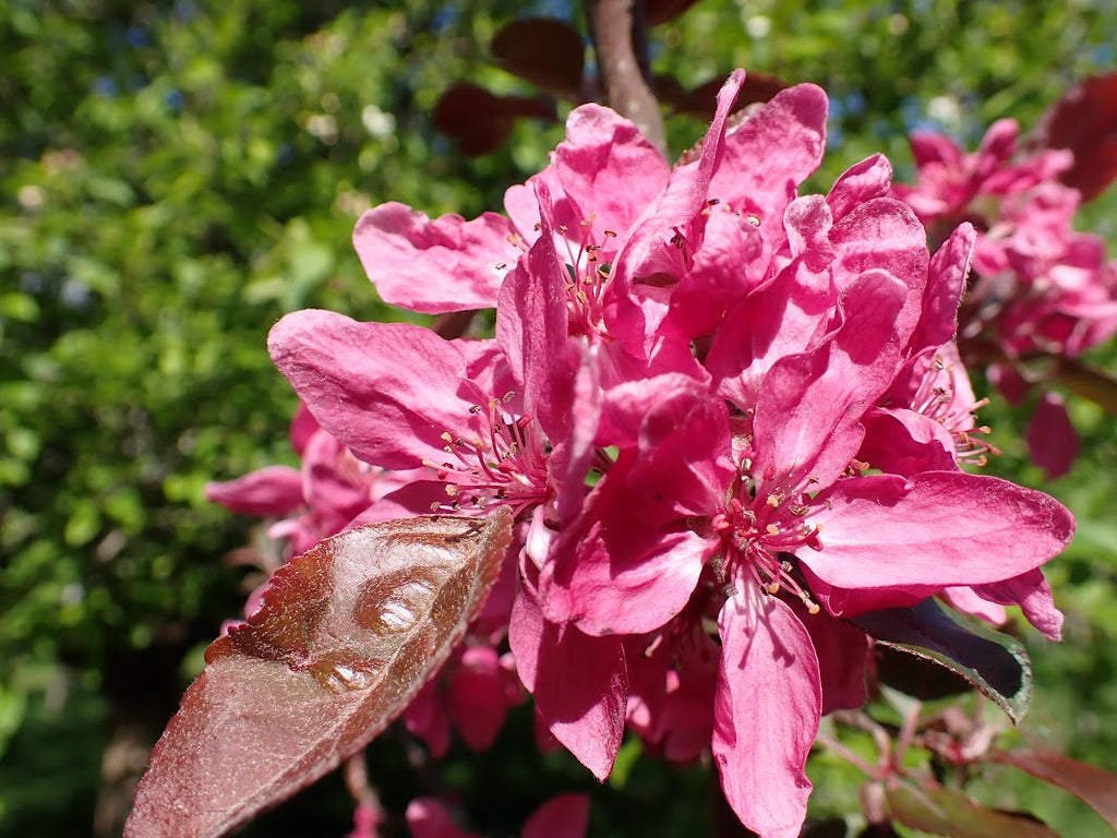 Malus 'Harry Baker'