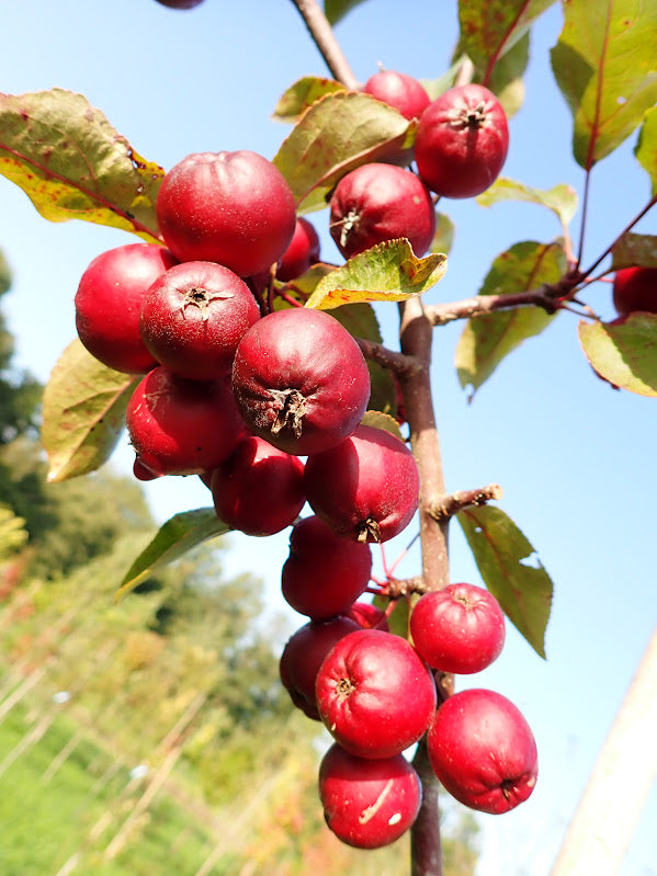 Malus 'Harry Baker'