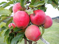 Cider Apple 'Harry Masters Jersey'
