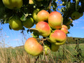 Apple 'Hawthornden'