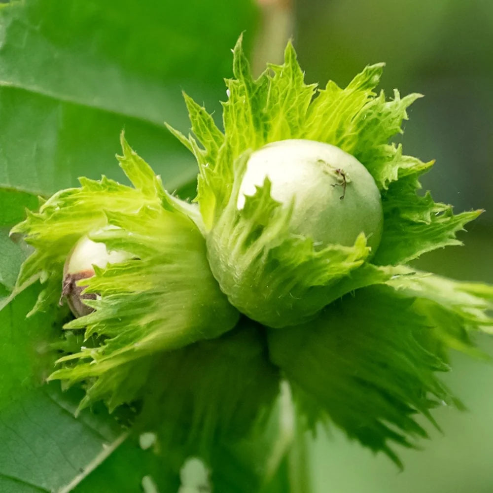 Hazel (Corylus) 'Cosford'