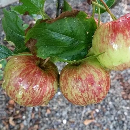 Cider Apple 'Herefordshire Redstreak'
