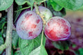 Plum 'Herman'